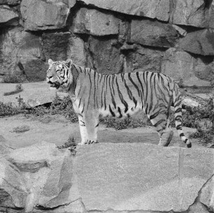 Zootiere. Sibirischer Tiger im Tierpark Berlin-Friedrichsfelde
