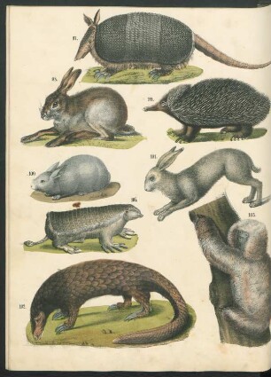 Tafel: [Fig. 97.-108.]