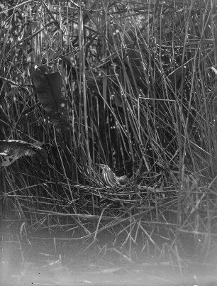 Zwergdommel : Zwergdommel (Ixobrychus minutus Linnaeus) im Nest.