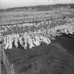 Long Island, Entenfarm