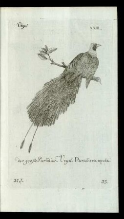 33. der grosse Paradies-Vogel. Paradisea apoda.