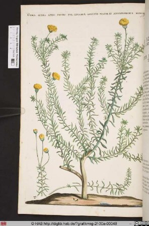 COMA AUREA AFRIC: FRUTIC: FOL: LINARIAE ANGUSTIS MAIOR, ET ANGUSTIORIBUS MINOR.