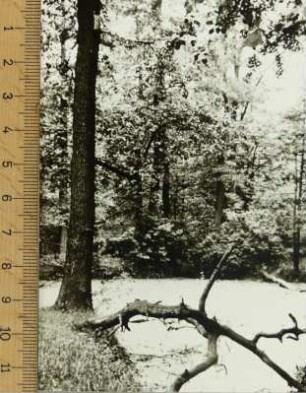 Fotografie, Sommerfeld (Lubsko)