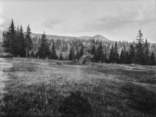 Wald : Blick über eine Wiese auf einen Wald