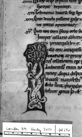 Rankeninitiale I, Folio 20 verso