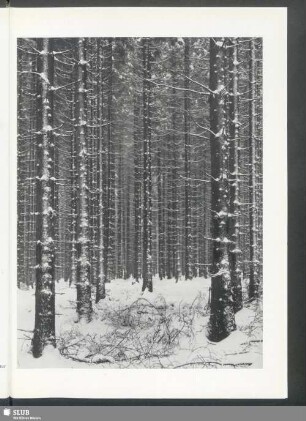 Fichtenwald im Winter