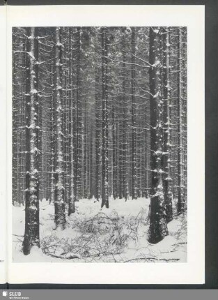 Fichtenwald im Winter