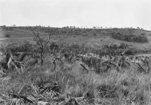 Graslandschaft : Blick in eine Graslandschaft mit einzelnen Bäumen und Indayapalmen.