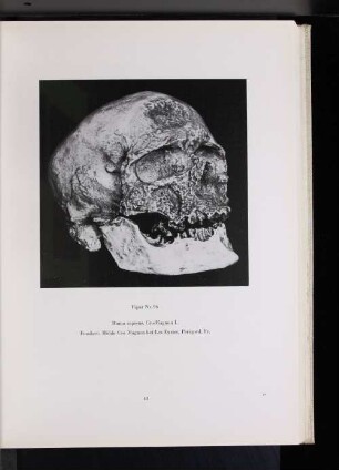 Figur Nr. 96 Homo Sapiens. Cro-Magnon I. Fundort: Höhle Cro Magnon bei Les Eyzier, Perigord, Fr.