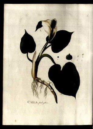 CALLA