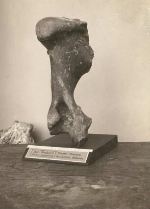 Wollhaariges Nashorn (Rhinoceros antiquitatis) aus Rauhental bei Meißen (Diluvium Sachsens). Rechter Oberarmknochen. Dresden: Museum für Mineralogie und Geologie