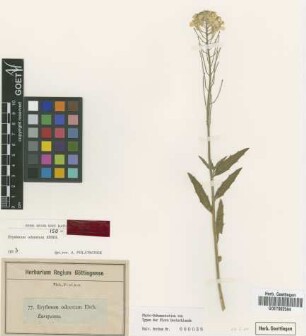 Erysimum odoratum Ehrh. [isotype]