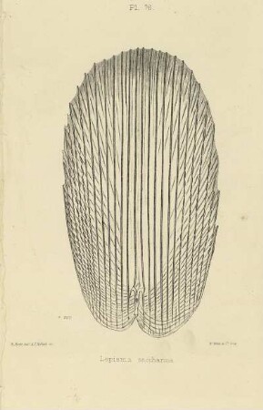 Plate LXXVI. Scale of Lepisma saccharina.