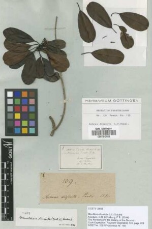 Manilkara dissecta (L.f.) Dubard