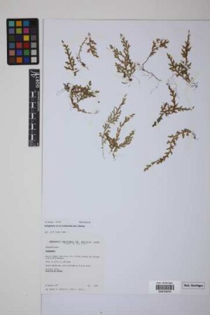 Selaginella novae-hollandiae (Sw.) Spring