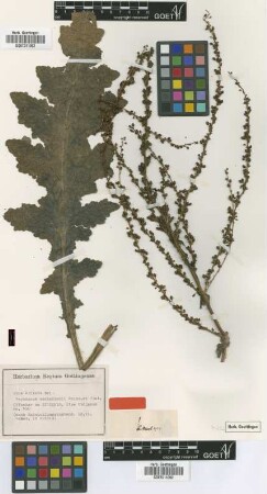 Verbascum aschersonii Boiss. & Sint. ex Murb. [syntype]