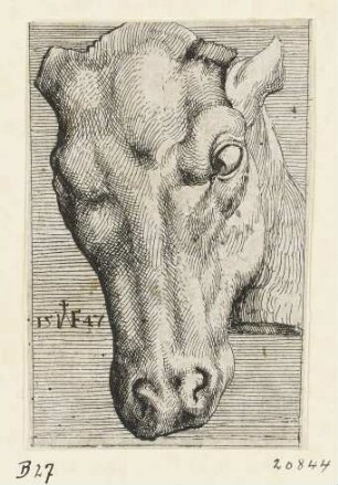 Frontalansicht eines Hirsches