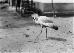 Ein Vogel : Ein zahmer Kronenkranich