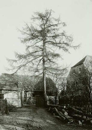 Lärche auf einem Gehöft in Oberwartha