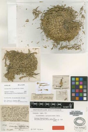 Colobanthus lycopodioides Griseb. [holotype]