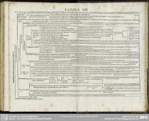 Tabula XXI.
