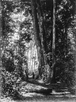Im Urwald : Blick in den Urwald