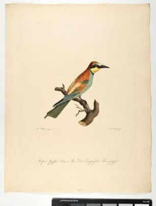 Merops Apiaster. Linn. Mas. Der Europaeische Bienenfresser. - Bienenfresser. Merops apiaster. Männchen. - Zeichner: Johann Mathias Hergenröder; Stecher: Johann Carl Bock