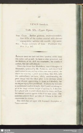 Venus lineolata. Tab. XX. - Upper Figure