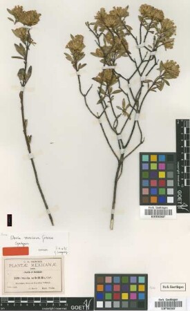 Stevia salicifolia Cav.