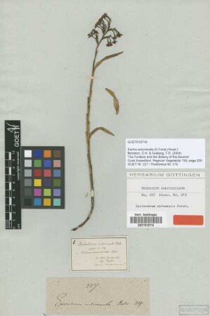 Epidendrum autumnale G.Forst. [type]
