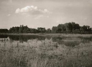 Leipziger Land. Teich mit Verlandungszone im Vordergrund