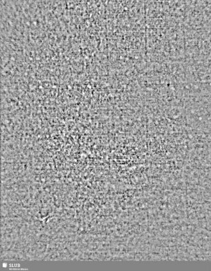 Lilienschild + Buchstaben IESV / Buchstaben LW = S.5/6