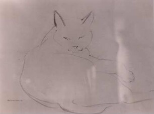 Katze
