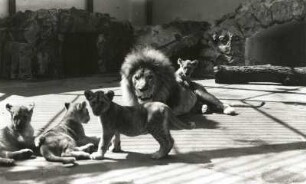 Dresden. Zoologischer Garten. Löwenfamilie Pascha (Panthera leo)