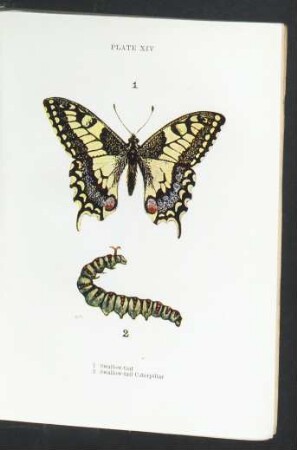 Plate XIV