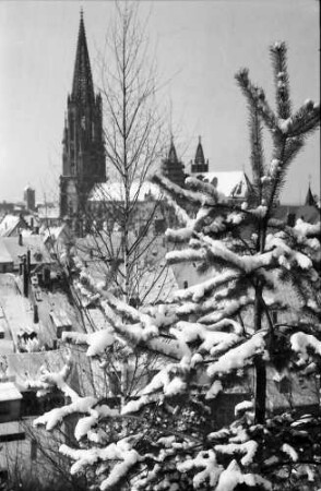 Freiburg: Blick vom Schlossberg auf verschneite Sträucher und Münster