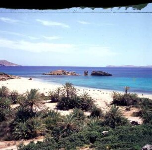 Palmenwald von Vai : Vai auf Kreta. Die Palmenbucht von Vai, Ostkreta. Kretische Dattelpalme (Phoenix theophrasti)
