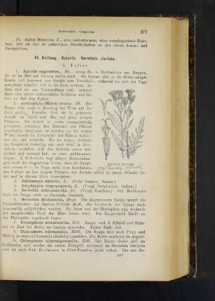41. Gattung. Scharte. Serratula (Jurinia).