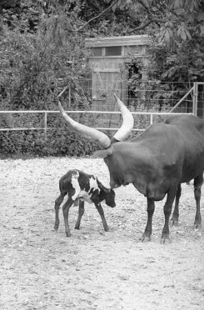 Nachwuchs bei den Watussi-Rindern im Karlsruher Zoo.