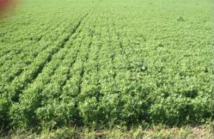 Fotografie: Pflanzenproduktionsverfahren, Erosion, Zwischenfrucht