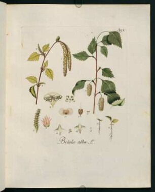 Betula alba L.