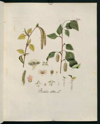 Betula alba L.