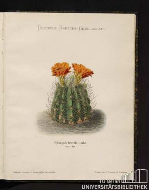 Tafel 120. Echinopsis lateritia Gürke.