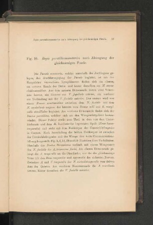Fig. 10. Regio parotideomasseterica nach Abtragung der gleichnamigen Fascie.