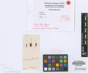 Barbula affinis Hampe [isotype]