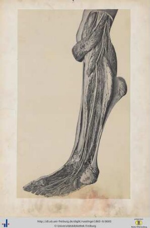 Figura XXXIX.