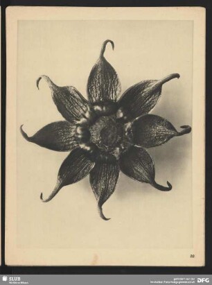 Cosmos bipinatus (Compositae) - Schmuckkörbchen, Mexiko-Aster - Kelchblätter (8mal vergrößert)