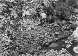 Flechten : Von Flechten überzogene Felsen