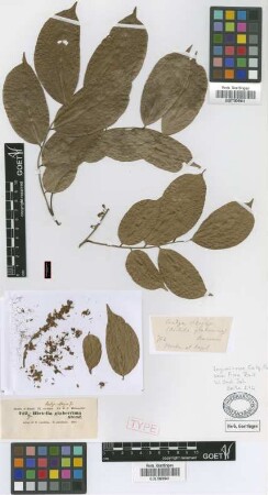 Crudia obliqua Griseb.