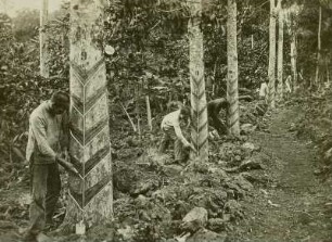 Samoa-Inseln, Kautschukgewinnung